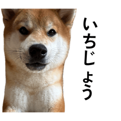 cocoa_20260424182719