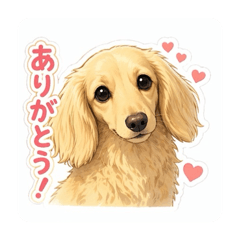 Miniature Dachshund  everyday  life