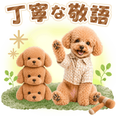 teinei keigo toy poodle