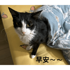 榛果x球球的日常