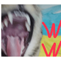 okamoto_20260424204638