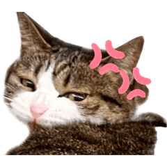 Monaka Life 3 Leg Cat