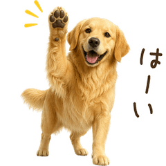 Golden Retriever for year-round use!