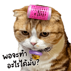 Tutti: The Feisty Short-Legged Cat