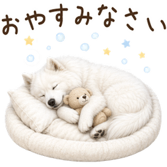 Samoyed for year-round use!