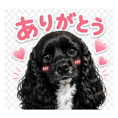 taabow_20260424212020