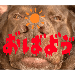 日常使いのラブラドールちゃん♡