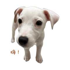 Pocky 日常第一彈！