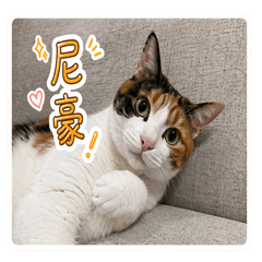 哈娜はなはな日常