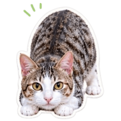 貓咪貼圖：湯圓