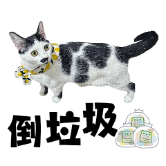 牛奶貓不愛說話