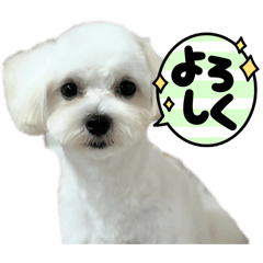 aropapa_20260425001827