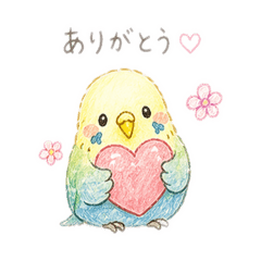 Cute little P-chan the budgie