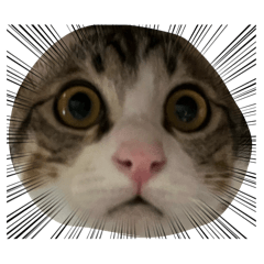 pipimaru_20260424220839