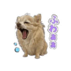 FANG SHOP_20260424223222