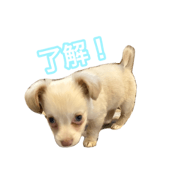 kurumimugi_20260425004059