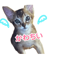 ko_hi_20260425004213