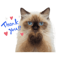 喜馬拉雅皮皮的日常