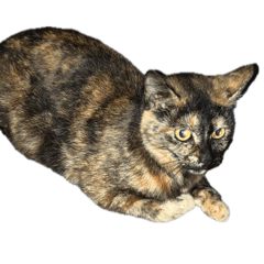 HelloWorld company_20260425015852