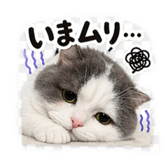 Hachi_20260424232047