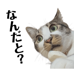 ankoromochi_20260424232134