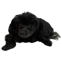 Unicchi_20260424142806