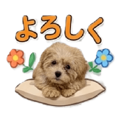 KamekichiYK_20260425062220