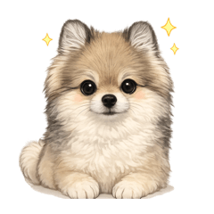 我是韓國博美，我叫秋秋