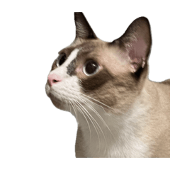 嘟嘟＆樂樂日常 2