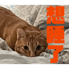 張古馳北蘭表情包part 1