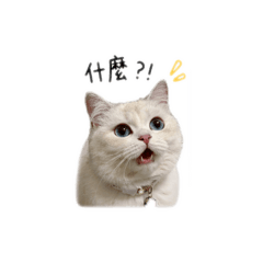 泡芙是撒嬌鬼