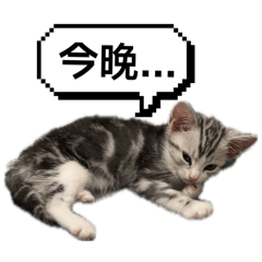 叫我小橘