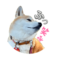 kotaoo_20260425000921