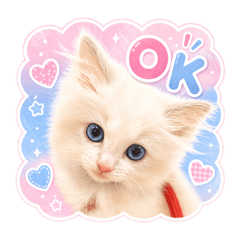 yuzukitty_20260425032348