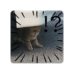 I love neko_20260425092804