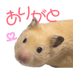 kappa_20260425092544