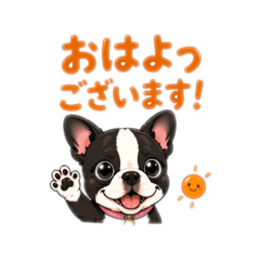 「ボストンテリア風太のゆるかわ日常③」