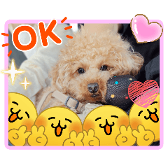 late&yume_20260425101816