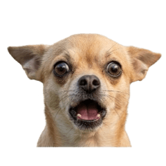 Emotion of cute chihuahua