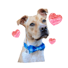 Mystery Mutt