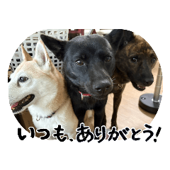 sakurakagumiyakoma_20260425091702