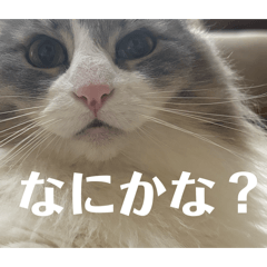 Saku Saku_20260425120227