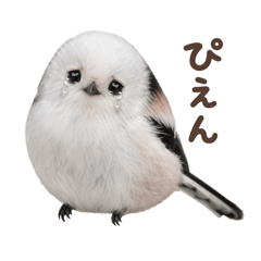 salaena_20260425120844