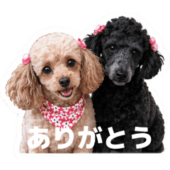 poodle_20260425120347