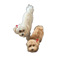 Mameta_20260425123024