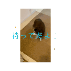 animal_20260425134416