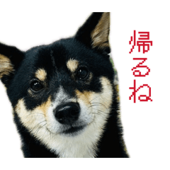 makahimo_20260425104531