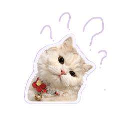 Meow sisters are sued.