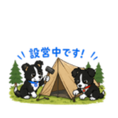 Border collie_2026042