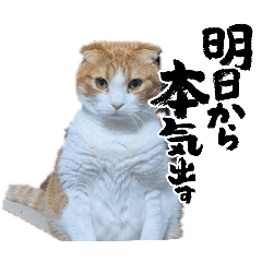 koko_20260425135349